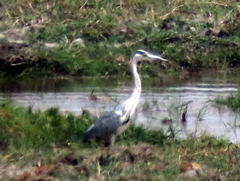 Ardea cinerea cinerea