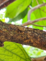 Halyomorpha halys