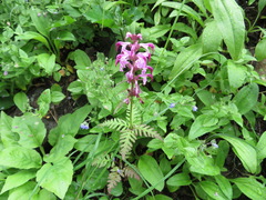 Pedicularis chamissonis