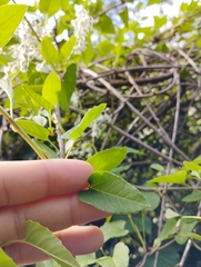 Fallopia baldschuanica