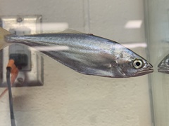 Oligoplites saurus