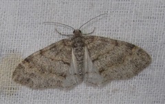 Lobophora halterata