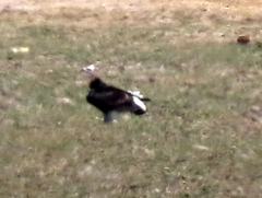 Trigonoceps occipitalis