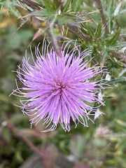 Cirsium discolor