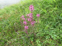 Pedicularis chamissonis