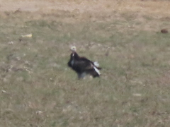 Trigonoceps occipitalis