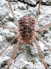 Opiliones