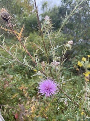 Cirsium discolor
