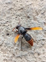 Rhynchium