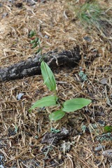 Epipactis