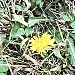 Taraxacum