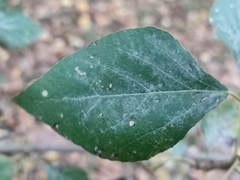 Populus nigra