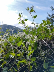 Fallopia baldschuanica