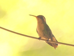 Chlorostilbon lucidus