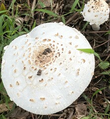 Chlorophyllum molybdites
