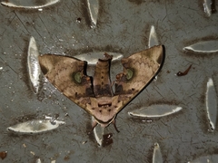 Daphnusa ocellaris
