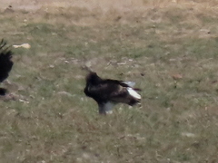 Trigonoceps occipitalis