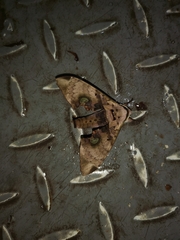Daphnusa ocellaris