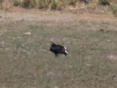 Trigonoceps occipitalis