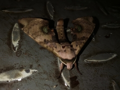 Daphnusa ocellaris