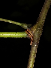 Helicorthomorpha holstii