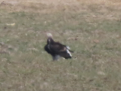 Trigonoceps occipitalis