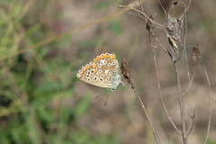 Polyommatus bellargus