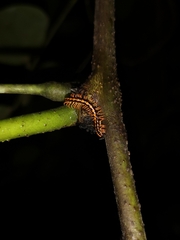 Helicorthomorpha holstii