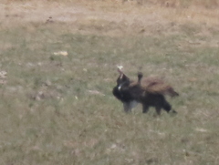 Trigonoceps occipitalis