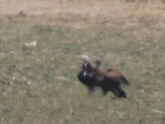 Trigonoceps occipitalis