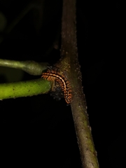 Helicorthomorpha holstii