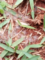 Melinis repens