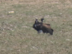 Trigonoceps occipitalis