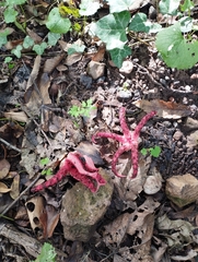 Clathrus archeri