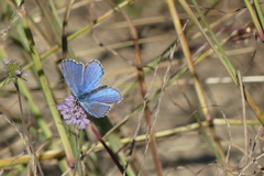 Polyommatus bellargus