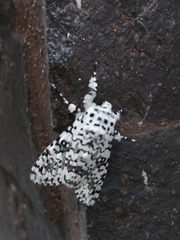 Lichnoptera decora