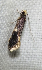 Monopis weaverella