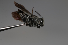 Coelioxys
