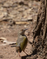 Camaroptera brachyura