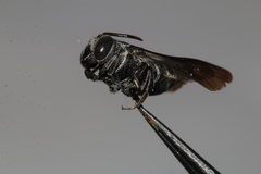 Coelioxys
