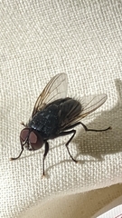 Calyptratae