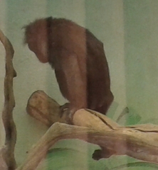 Macaca nigra