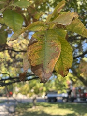Prunus padus