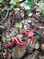Clathrus archeri