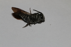Coelioxys