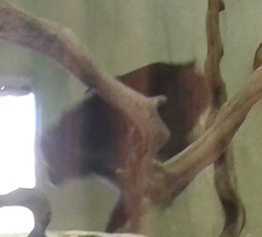 Macaca nigra