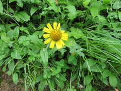 Arnica unalaschcensis