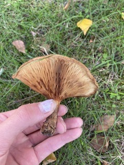 Paxillus involutus