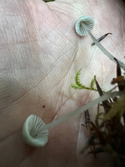 Mycena amicta