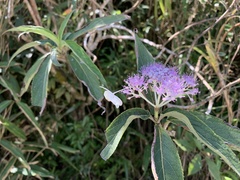 Hydrangea longifolia